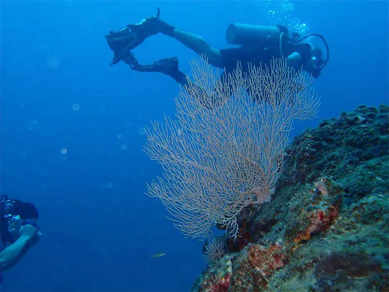 Cano Island