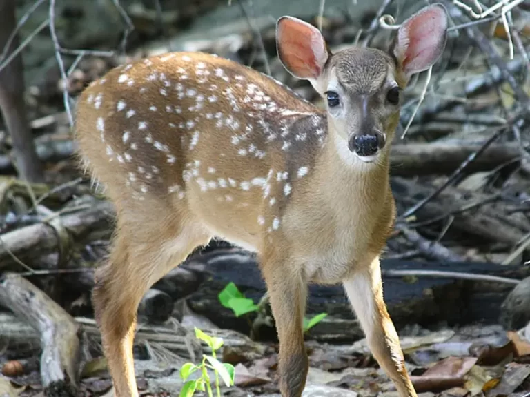 Carara National Park
