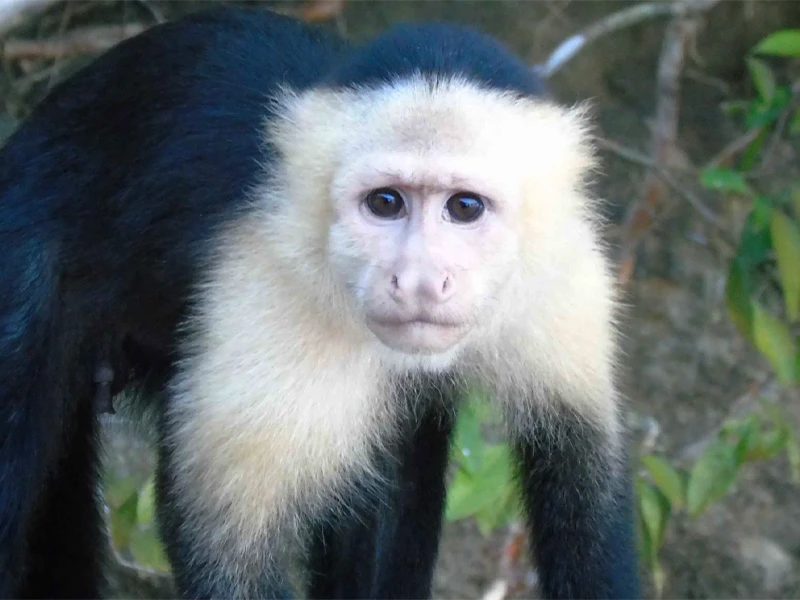 Monkey Tour Jaco