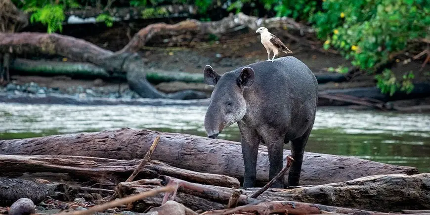 corcovado national park