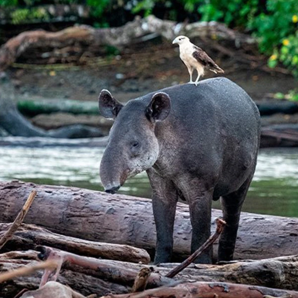 corcovado national park tour